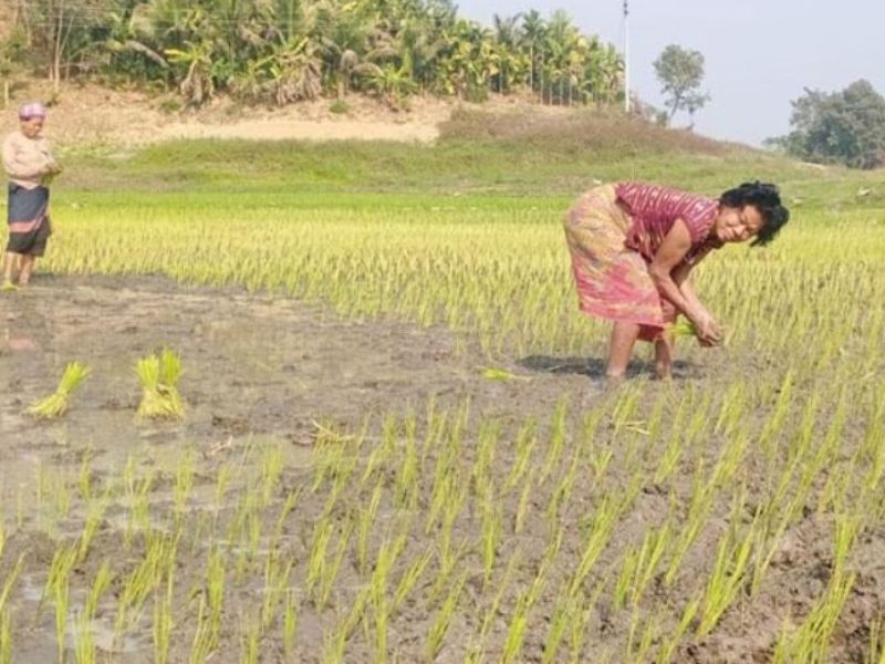 কাপ্তাই হ্রদের জলেভাসা জমিতে চাষাবাদের ধুম
